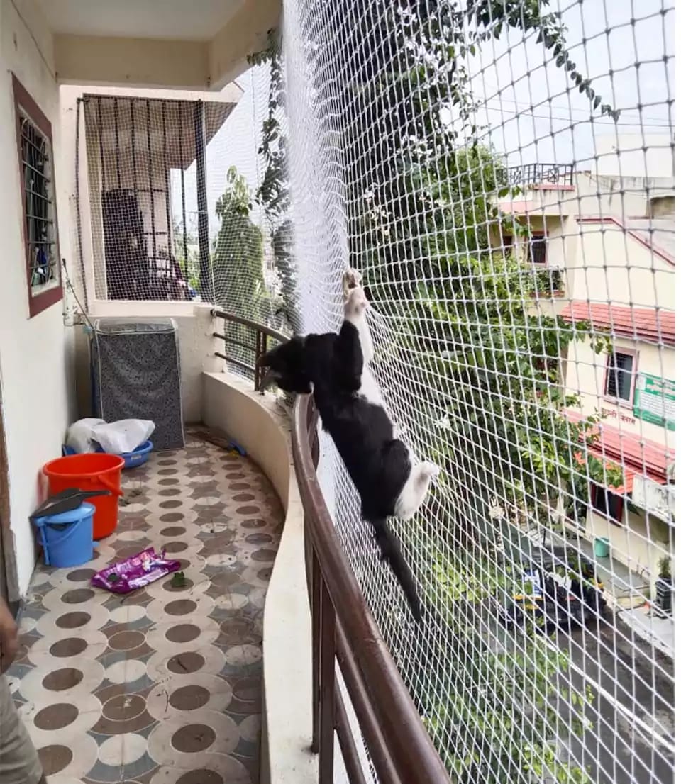 Cat Safety Net in Madurai